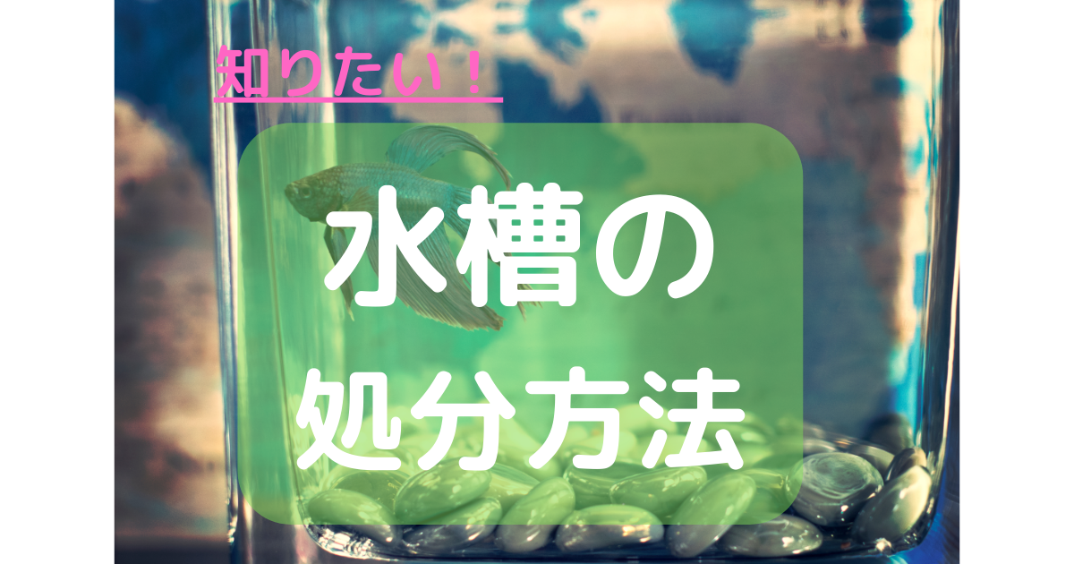 引取り限定 150センチ幅水槽 気持ちよかっ